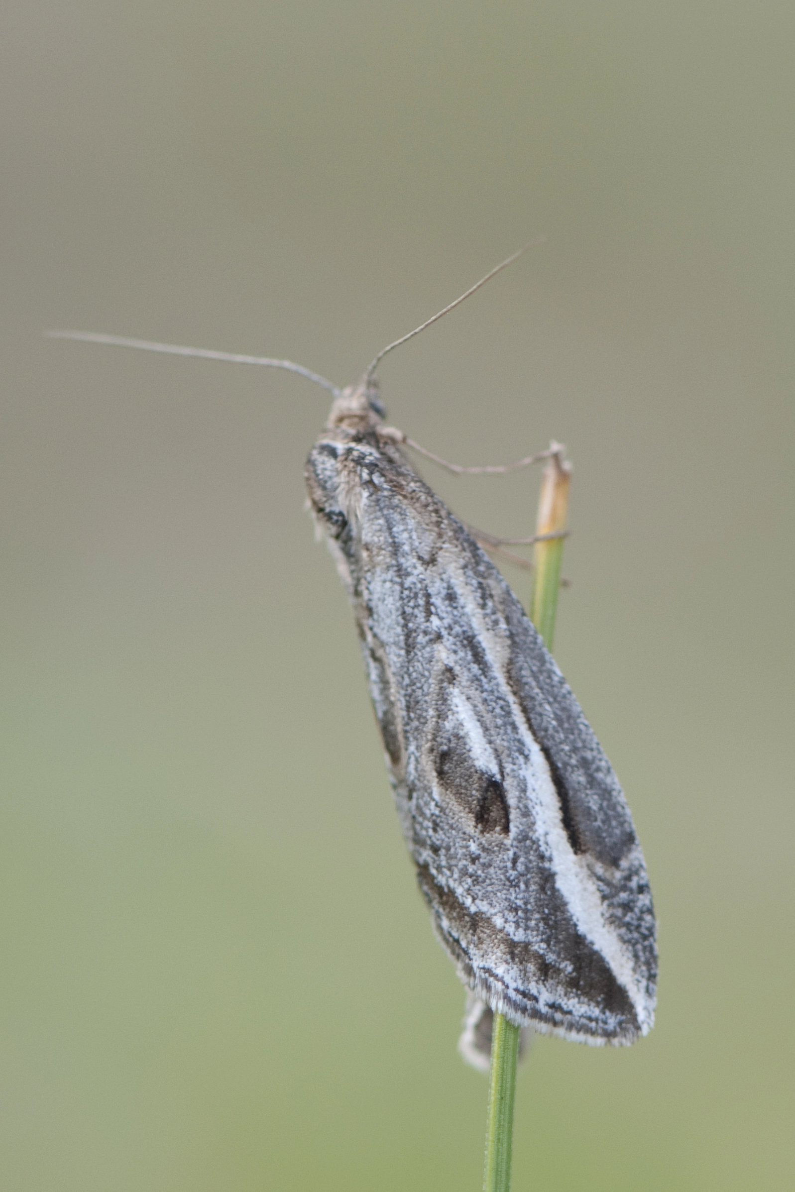 herfstbremspanner2664phop Peter Hoppenbrouwers Chesias legatella 4 11 2011.jpg